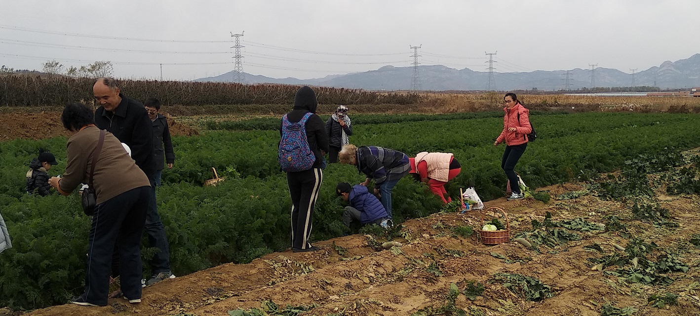 周末海阳旭耕农场有机蔬菜采摘、涮锅之旅